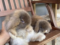 Veteriner hekimden Hollanda\Mini Lop tavşanı yavrular