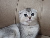 Teslime Hazır Dişi SCOTTİSH FOLD Yavrumuz