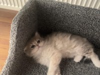 British longhair yavru kedimiz