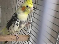 Albino Ve Pied Yetişkin Sultan Papağanı