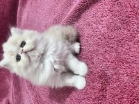 İran persian 40 günlük