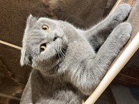 Scottish fold 4 aylık yavrumuz