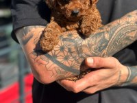 Toy poodle yavrularımız