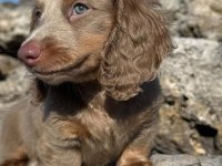 LONG HAİR ISABELLA DACHSHUND YAVRUMUZ ÖZEL RENK