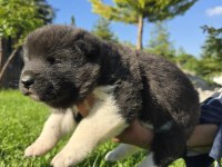 Safkan Amerikan Akita Minikler