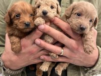 Irk Ve Sağlık Garantili Maltipoo Yavrular