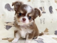 Birbirinden Güzel Teacup Chihuahua Yavrularımız