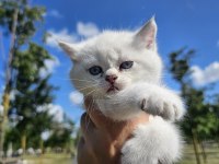 Çok minnoş sevilmeye bayılan bir british shorthair