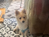 Pomeranian spitz