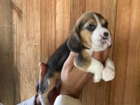 Erkek ve dişi Elizabeth beagle minnoşlar