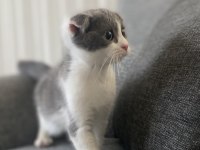 Scottish fold iki aylık erkek