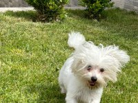 1 yaşında erkek Maltese terrier yeni yuvasını arıyor