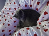 2 yaşında dişi british shorthair kısır değil