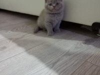 Lilac Dişi British Shorthair Yavrular