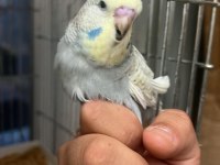 45 Günlük Show Jumbo Muhabbet Kuşu Paşa Ele Alışık