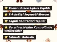 TEMAS BAĞIMLISI POODLE BEBEKLER