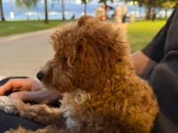 3,5 aylık toy poodle ped eğitimli