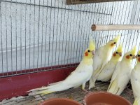 40 günlük yeme inen 5 kardeş yavru sultan