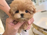 KURABİYE TATLISI TOY POODLE BEBEKLERİM