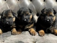 Alman Kurdu köpeğimiz
