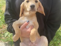 Annesi cocker baba pointer