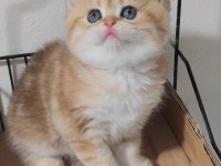 British shorthair kedisi