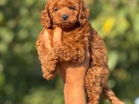 KORE TOY POODLE BEBEKLER 