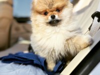 Secereli Irk Garantili Pomeranian Boo Teddy Bear