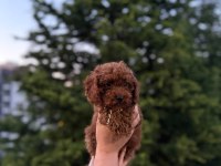 Koyu renk kore teacup poodle