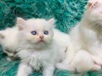 Güzel british shorthair yavrular yeni yuvalarını arıyor