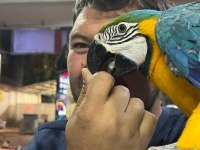 Faturalı Cites Belgeli 8 Aylık Macaw Papağanlar