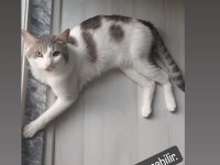 Ücretsiz kedi sahiplendirme