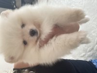 Kalite orjinallik isteyen için pomeranian boo