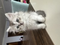 Sağlıklı british longhair 1.5 aylık yavru