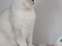 British shorthair kedisi (ücretsiz)