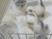 British shorthair blue point yavrular