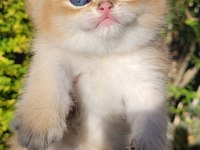 Üst kalite Erkek British Shorthair Yavrular