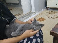 British shorthair kedimiz mila sahiplerini arıyor