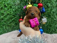 Toy poodle bebekler