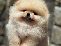Pomeranian boo yavrularım