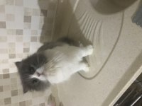 British longhair güzel kızımıza yuva arıyoruz