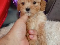 EV ORTAMINDA BÜYÜMÜŞ OLAN MİNİK KÖPEKLER