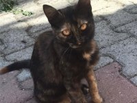 Dişi Kedimize Ömürlük Yuva Arıyoruz
