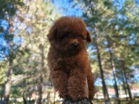 Türkiye'nin en büyük Toy Poodle çiftliğinden