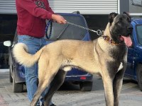 4 aylık köpeğimi sahiplendirme