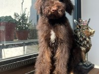 Mükemmel karakterleri ile Labradoodle yavrularımız