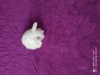 Mavi gözlü teddy lop tavşanı