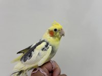 Sultan papağanı sahiplendirilecek