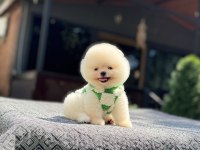 Orange Pomeranian Boo Köpeği