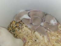Dumbo Rat Yavrular